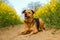 A beautiful mixed dog is lying in a track in the rape seed field