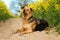 A beautiful mixed dog is lying in a track in the rape seed field