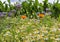 Beautiful mixed flowers with lots of purple phacelia blossoms in front of a green agricultural crop field