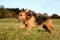 A beautiful mixed german shepherd dog is running on a field