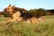 A beautiful mixed german shepherd dog is running on a field