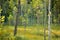 Beautiful mixed pine and deciduous forest, Lithuania