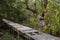 Beautiful mixed race woman photo shoot in mangrove forest. Walking.