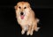 Beautiful mixed shepherd dog on a black background