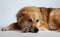 Beautiful mixed shepherd dog is lying in the white studio