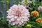 Beautiful mixed white and margenta petal chrysanthemum flower