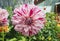 Beautiful mixed white and margenta petal chrysanthemum flower