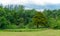 Beautiful Mixture of Scottish Green Trees.