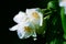 Beautiful mock-orange flowers with leaves.