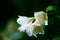 Beautiful mock-orange flowers with leaves.