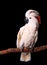 Beautiful Moluccan Cockatoo