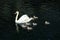 Beautiful Mom and Baby Swans