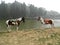 A beautiful moment with two horses standing.