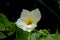 Beautiful Momordica cochinchinensis flora, White and yellow flower blooming in garden on blurred of nature background