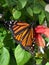 Beautiful Monarch Butterfly