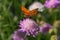 Beautiful monarch butterfly fluttering over lilac flowers and thistles