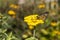 Beautiful Monarch butterfly on a large yllow flower