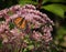 Beautiful Monarch Butterfly Nectaring on Joe Pye Weed