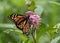 Beautiful Monarch Butterfly perched on Milkweed