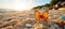 Beautiful Monarch Butterfly Resting on Sandy Beach - Exquisite Macro Photography