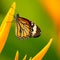 A beautiful monarch butterfly siting on a leaf with blurred background