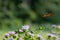 Beautiful monarch butterfly soaring above flowers in a meadow