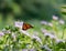 Beautiful monarch butterfly tightly hanging onto flower in the middle of a meadow