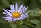 Beautiful Monch Aster Flower Closeup
