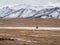Beautiful Mongolian winter landscape snow mountain with a small figure of a ride on a black motorcycle through a wide snow-covered
