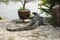 Beautiful monitor lizard inThailand
