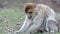 Beautiful Monkey Close Up - Barbary Macaques