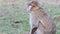 Beautiful Monkey Close Up - Barbary Macaques of Algeria & Morocco