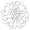 Beautiful monochrome black and white dahlia flower isolated on background. Hand-drawn contour lines.
