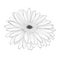 Beautiful monochrome, black and white gerbera flower isolated.