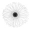 Beautiful monochrome, black and white gerbera flower isolated.