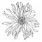 Beautiful monochrome, line, black and white gerbera flower isolated.