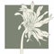 Beautiful monochrome, line, green and beige gerbera flower isolated. Hand-drawn contour lines and strokes.