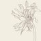 Beautiful monochrome, line, vintage beige gerbera flower isolated.