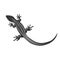 Beautiful monochrome lizard, lizard silhouette