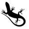 Beautiful monochrome lizard, lizard silhouette