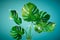 beautiful monstera with large green leaves on a turquoise background. 3D render