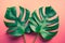 Beautiful monstera leaves leaf on colorful for decorating composition design background