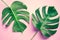 Beautiful monstera leaves leaf on colorful for decorating composition design background