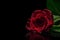 A beautiful moody red rose with water droplets/rain drops on black reflective surface and blacked out background.