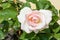 Beautiful moonstone rose flower