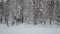 Beautiful moose calf wandering in cold winter forest landscape