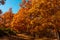 Beautiful morning in autumnal park with chestnut trees, oaks and beech trees