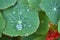 Beautiful morning close up view of water drops on super hydrophobic surface of nasturtium green leaves