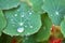 Beautiful morning close up view of water drops on super hydrophobic surface of nasturtium green leaves
