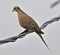 A beautiful morning dove